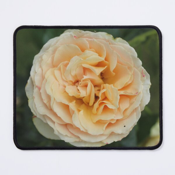 Item preview, Soft peach rose flower - Botanical nature photography designed and sold by Cha-s-lens.
