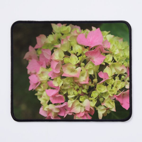 Item preview, Pink hydrangea blossom - Pastel botanical photography designed and sold by Cha-s-lens.