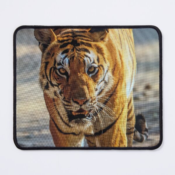 Item preview, Bengal Tiger Head-On Wildlife Photo designed and sold by rizkyintan8.