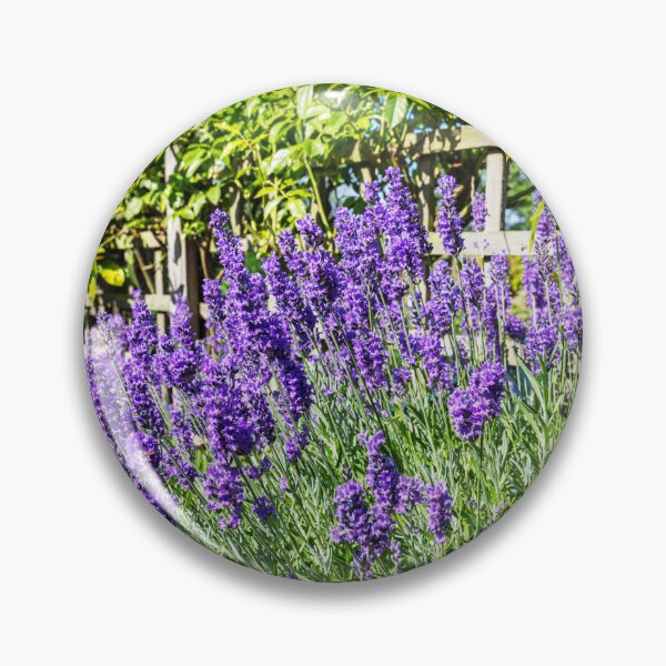 Item preview, Lavender in Bloom – Tealby Garden Flowers, Lincolnshire, England designed and sold by Paul Thompson Photography.