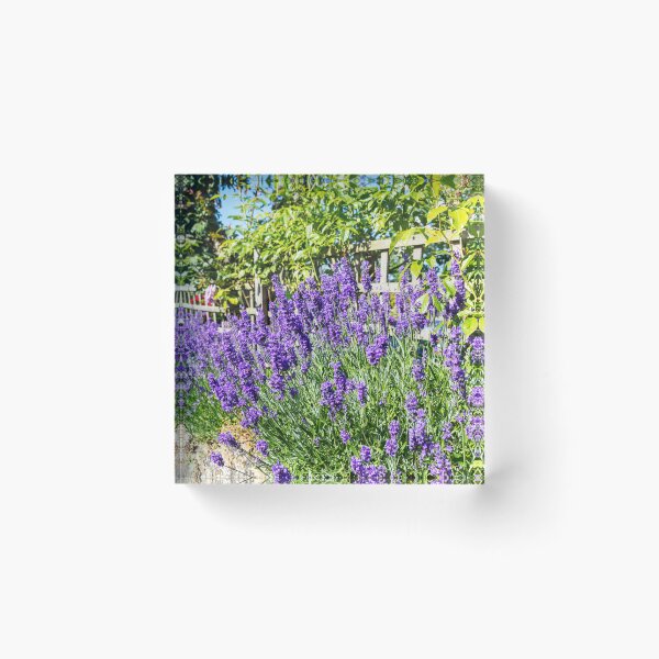 Item preview, Lavender in Bloom – Tealby Garden Flowers, Lincolnshire, England designed and sold by Paul Thompson Photography.