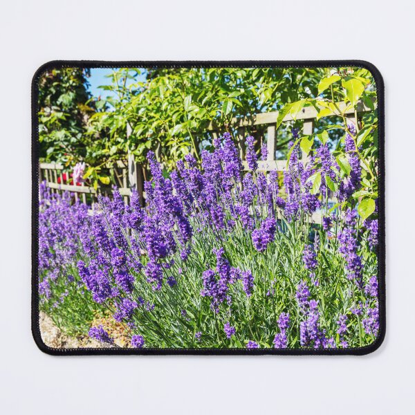 Item preview, Lavender in Bloom – Tealby Garden Flowers, Lincolnshire, England designed and sold by Paul Thompson Photography.
