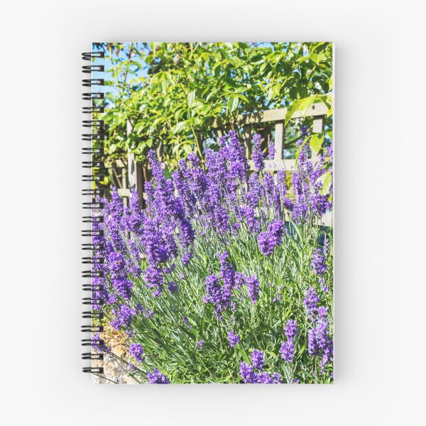 Item preview, Lavender in Bloom – Tealby Garden Flowers, Lincolnshire, England designed and sold by Paul Thompson Photography.