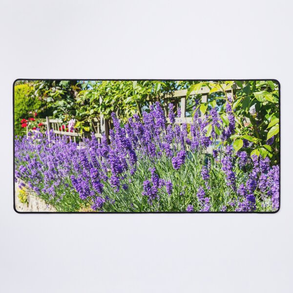 Item preview, Lavender in Bloom – Tealby Garden Flowers, Lincolnshire, England designed and sold by Paul Thompson Photography.