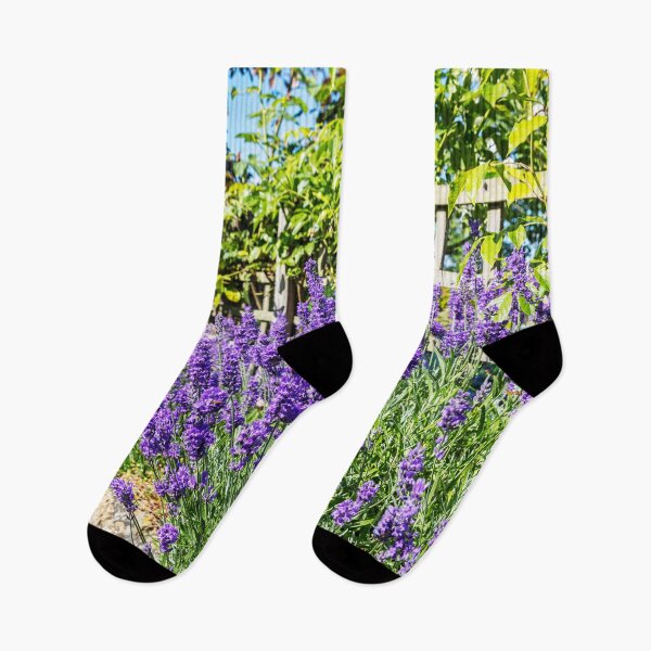 Item preview, Lavender in Bloom – Tealby Garden Flowers, Lincolnshire, England designed and sold by Paul Thompson Photography.