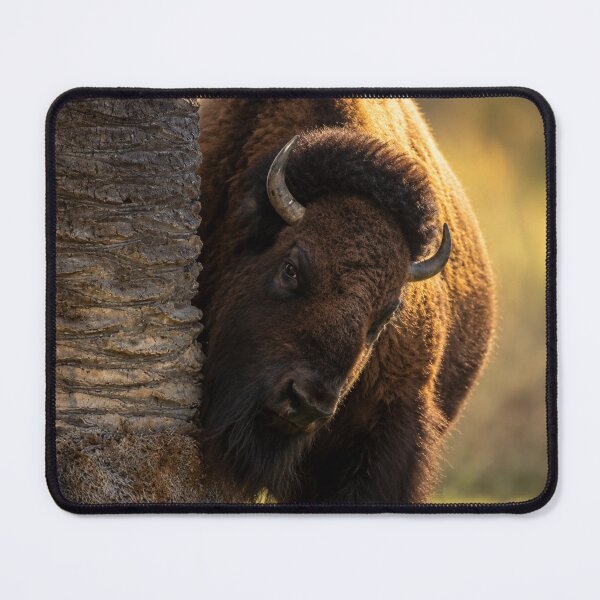 Item preview, Curious American Bison designed and sold by Kimberly Palmer.
