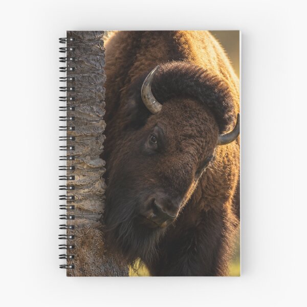 Item preview, Curious American Bison designed and sold by Kimberly Palmer.