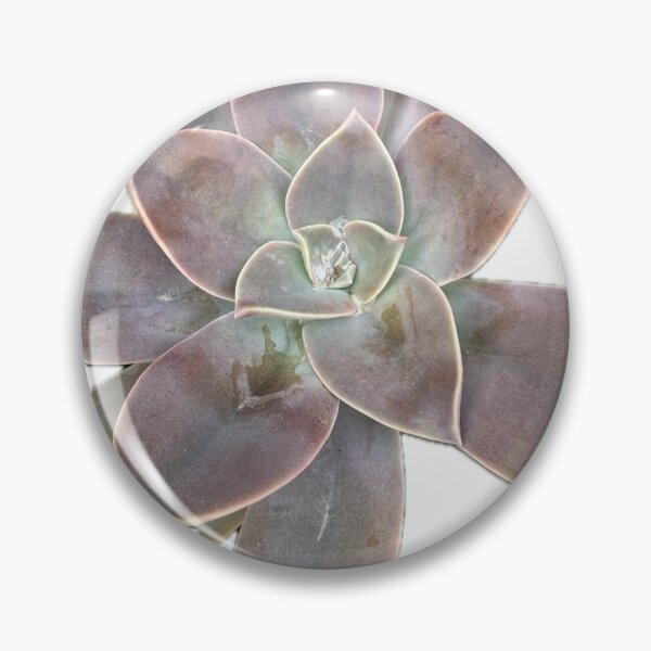 Item preview, Graptopetalum Paraguayense Ghost Plant Succulent Isolated on White Background designed and sold by BalkanBloom.