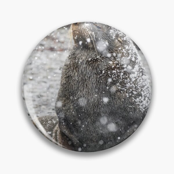 Item preview, Fur Seal Basking in Falling Snow South Georgia Island designed and sold by PhotoArt by Joan Carroll.