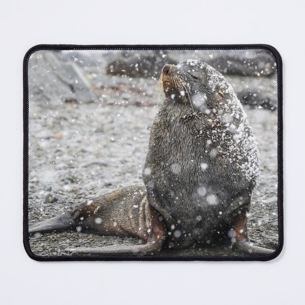 Item preview, Fur Seal Basking in Falling Snow South Georgia Island designed and sold by PhotoArt by Joan Carroll.