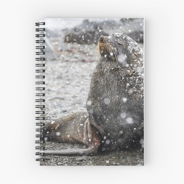 Item preview, Fur Seal Basking in Falling Snow South Georgia Island designed and sold by PhotoArt by Joan Carroll.