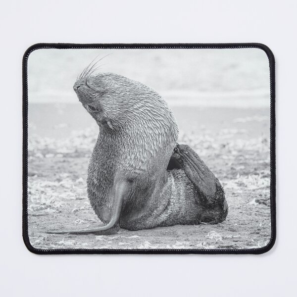 Item preview, Fur Seal Yoga South Georgia Island designed and sold by PhotoArt by Joan Carroll.