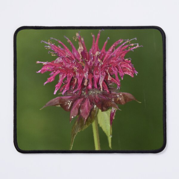 Item preview, Pink Bee Balm Flower Macro Photography designed and sold by TathataPhotos.