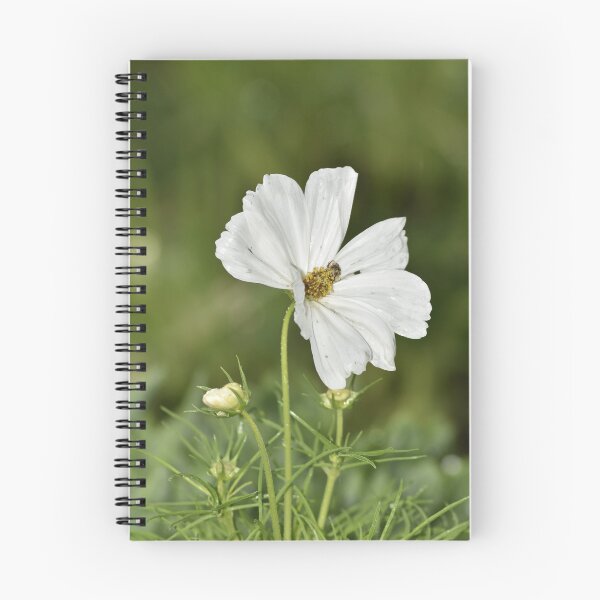 Item preview, White Cosmos Bloom Macro Photography designed and sold by TathataPhotos.