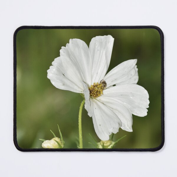 Item preview, White Cosmos Bloom Macro Photography designed and sold by TathataPhotos.