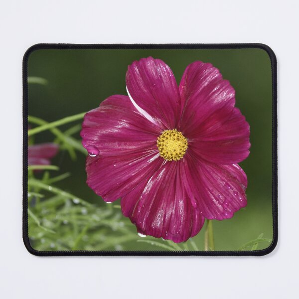 Item preview, Pink Cosmos Flower Macro Photography designed and sold by TathataPhotos.