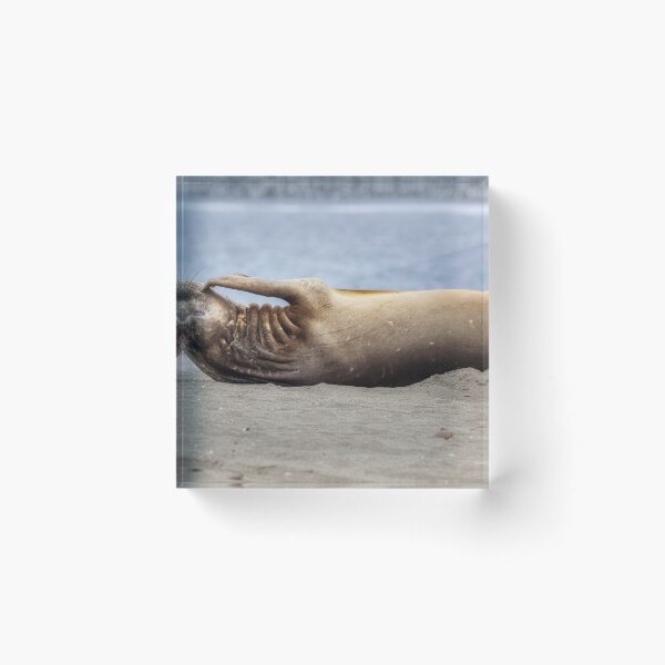 Item preview, Relaxed Elephant Seal on South Georgia Island designed and sold by PhotoArt by Joan Carroll.