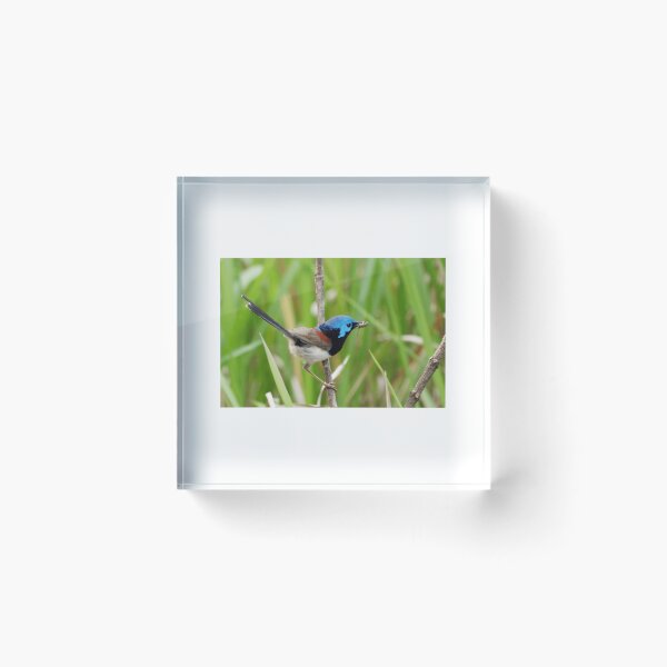 Item preview, Variegated Fairy-Wren with Insect designed and sold by radercolorfuls.