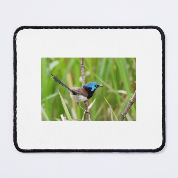 Item preview, Variegated Fairy-Wren with Insect designed and sold by radercolorfuls.