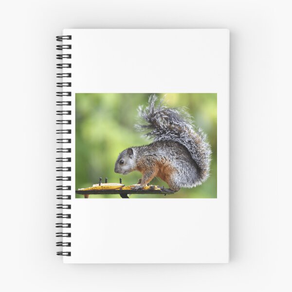 Item preview, Variegated Squirrel Eating Fruit designed and sold by radercolorfuls.