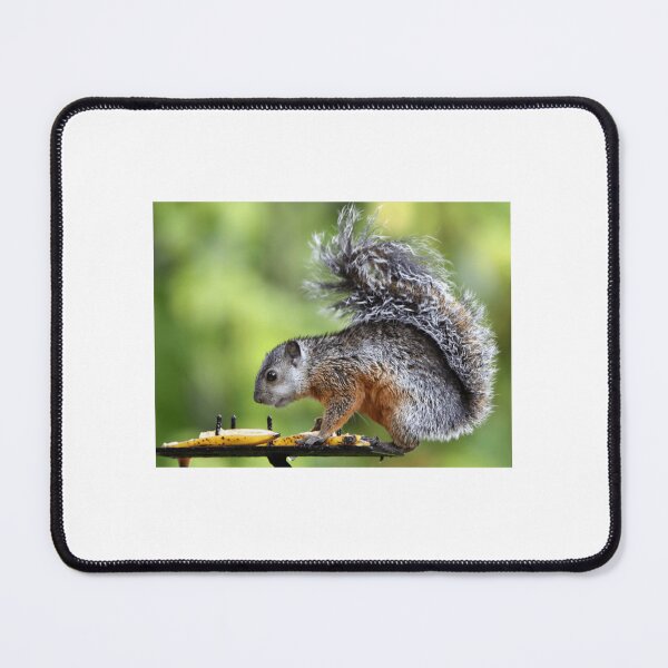 Item preview, Variegated Squirrel Eating Fruit designed and sold by radercolorfuls.