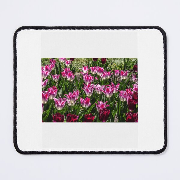 Item preview, Vibrant Pink and Purple Variegated Tulips designed and sold by radercolorfuls.