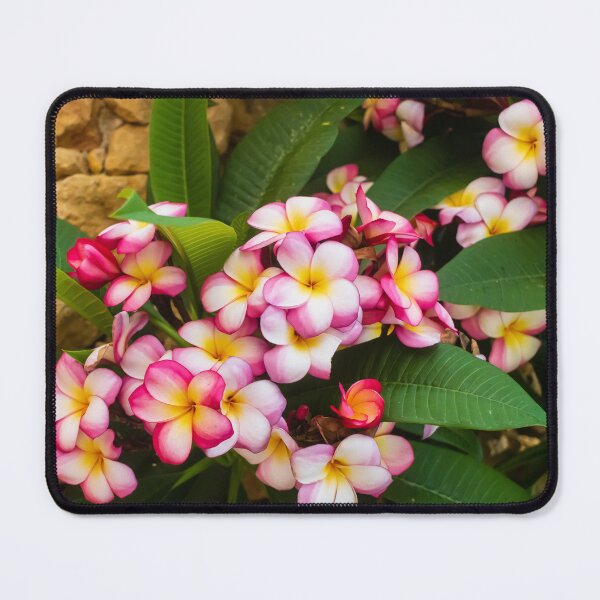 Item preview, Pink And White Plumeria (Frangipani) Blooms With Yellow Centers Against Tropical Green Leaves designed and sold by Nmallia.