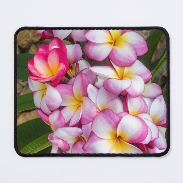 Item preview, Pink And White Plumeria (Frangipani) Blooms With Yellow Centers Against Tropical Green Leaves designed and sold by Nmallia.