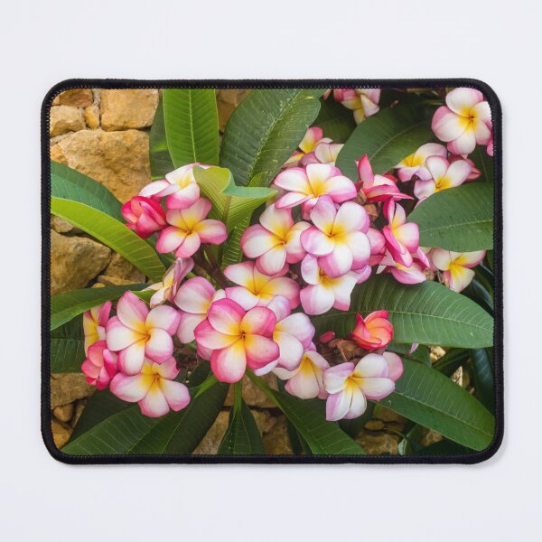 Item preview, Pink And White Plumeria (Frangipani) Blooms With Yellow Centers Against Tropical Green Leaves designed and sold by Nmallia.