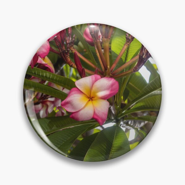 Item preview, Pink And White Plumeria (Frangipani) Blooms With Yellow Centers Against Tropical Green Leaves designed and sold by Nmallia.