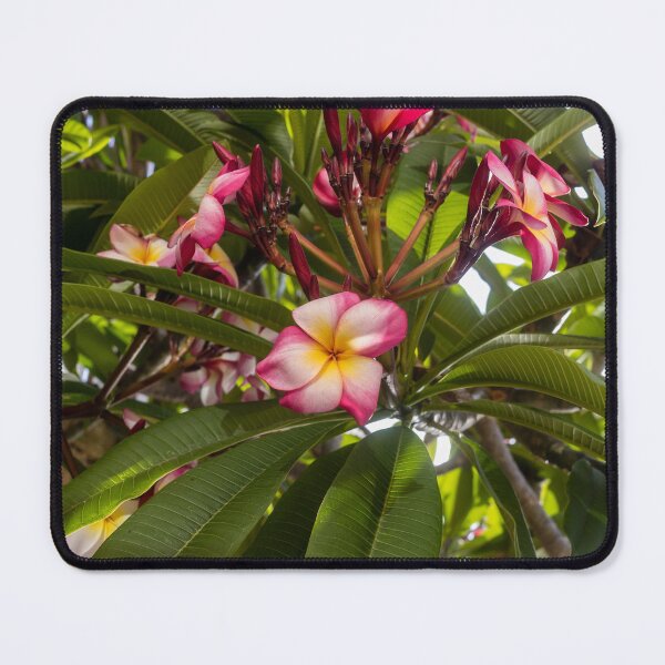 Item preview, Pink And White Plumeria (Frangipani) Blooms With Yellow Centers Against Tropical Green Leaves designed and sold by Nmallia.
