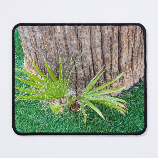 Item preview, Closeup of Palm Tree Trunk With New Shoots and Fibrous Leaves on Green Lawn designed and sold by Nmallia.