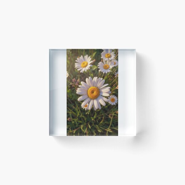 Item preview, Golden Hour Daisy Flowers Aesthetic Photography designed and sold by Nature Moments.