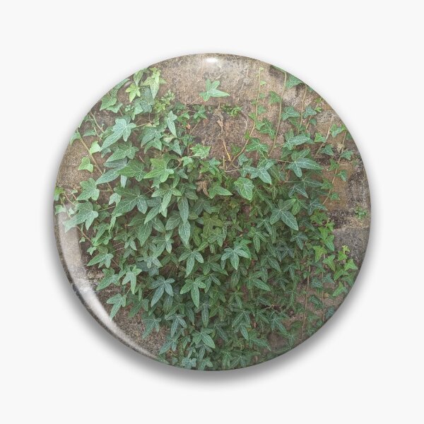 Item preview, English Ivy (Hedera helix) Climbing on Old Stone Wall in Natural Sunlight designed and sold by PhuongVoArt.