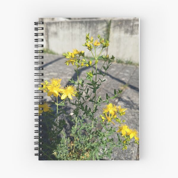 Item preview, Yellow St. John's Wort (Hypericum perforatum) Wildflower Blooming in Summer Sunlight designed and sold by PhuongVoArt.