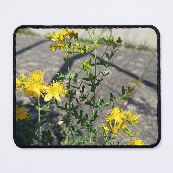 Item preview, Yellow St. John's Wort (Hypericum perforatum) Wildflower Blooming in Summer Sunlight designed and sold by PhuongVoArt.