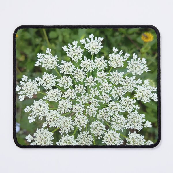 Item preview, Wild Queen Anne's Lace (Daucus carota) White Umbel Flower Close-Up in Summer Meadow designed and sold by PhuongVoArt.