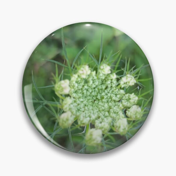 Item preview, Queen Anne's Lace (Daucus carota) Flower Bud with Delicate Green Bracts Close-Up designed and sold by PhuongVoArt.