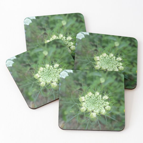 Item preview, Queen Anne's Lace (Daucus carota) Flower Bud with Delicate Green Bracts Close-Up designed and sold by PhuongVoArt.
