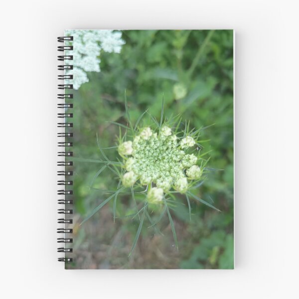 Item preview, Queen Anne's Lace (Daucus carota) Flower Bud with Delicate Green Bracts Close-Up designed and sold by PhuongVoArt.