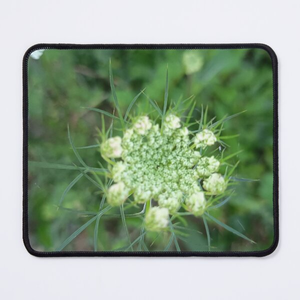 Item preview, Queen Anne's Lace (Daucus carota) Flower Bud with Delicate Green Bracts Close-Up designed and sold by PhuongVoArt.