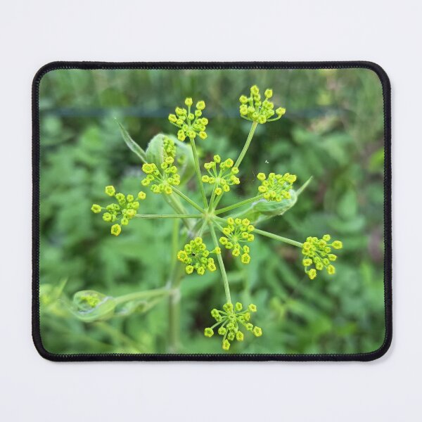 Item preview, Wild Fennel (Foeniculum vulgare) Flower Buds Close-Up with Selective Focus designed and sold by PhuongVoArt.