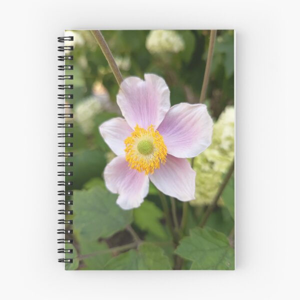 Item preview, Japanese Anemone (Anemone hupehensis) Pink Blossom Close-Up in Summer Garden designed and sold by PhuongVoArt.