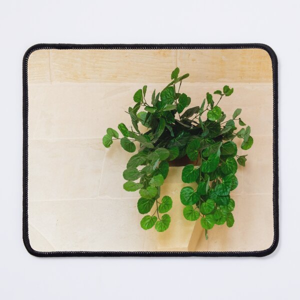 Item preview, Lush Green Hanging Plant Dripping From A Pot On A Pale Stone Wall For Interior Decor designed and sold by Nmallia.