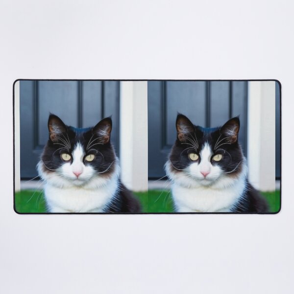 Item preview, Animals - Bicolor Cat, Intense Gaze and Perfect Symmetry designed and sold by World-Pets.