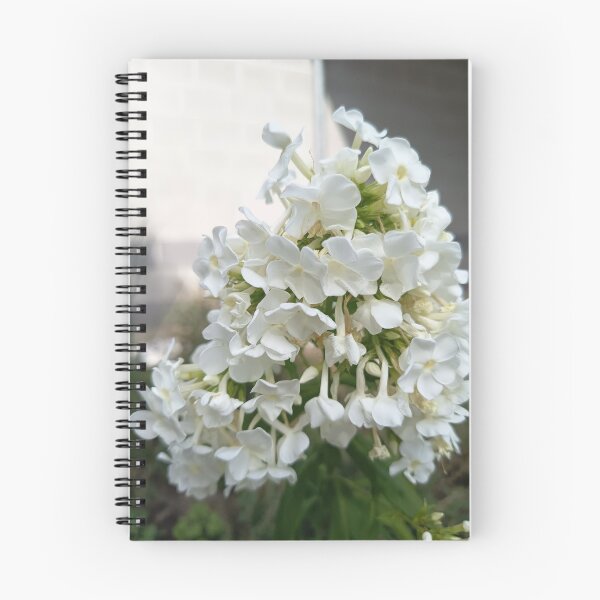 Item preview, White Garden Phlox (Phlox paniculata) Blooming in Summer Garden Close Up designed and sold by PhuongVoArt.