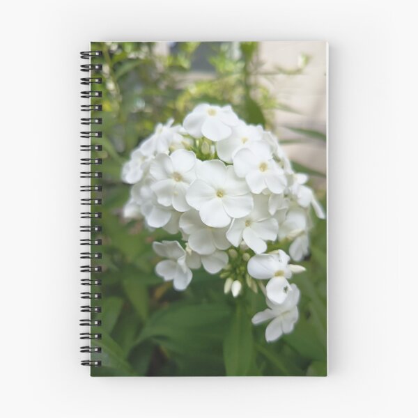 Item preview, White Garden Phlox Flowers in Bloom with Soft Green Bokeh Background designed and sold by PhuongVoArt.