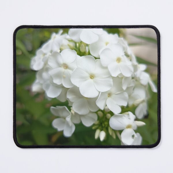 Item preview, White Garden Phlox Flowers in Bloom with Soft Green Bokeh Background designed and sold by PhuongVoArt.