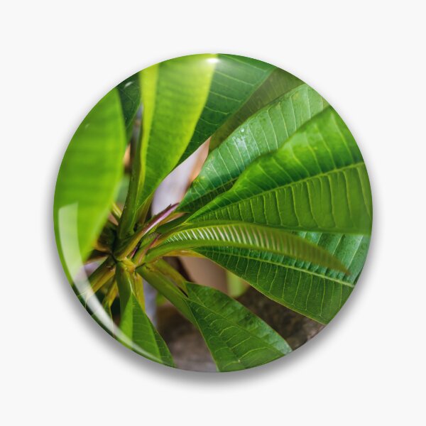 Item preview, Green Plumeria Leaves Close-Up: Tropical Foliage Texture and Vibrant Botanical Detail for Nature Background designed and sold by Nmallia.