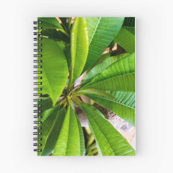 Item preview, Green Plumeria Leaves Close-Up: Tropical Foliage Texture and Vibrant Botanical Detail for Nature Background designed and sold by Nmallia.